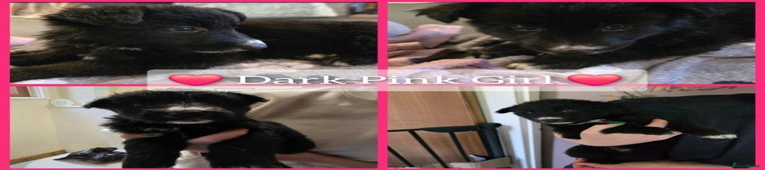 Dark Pink