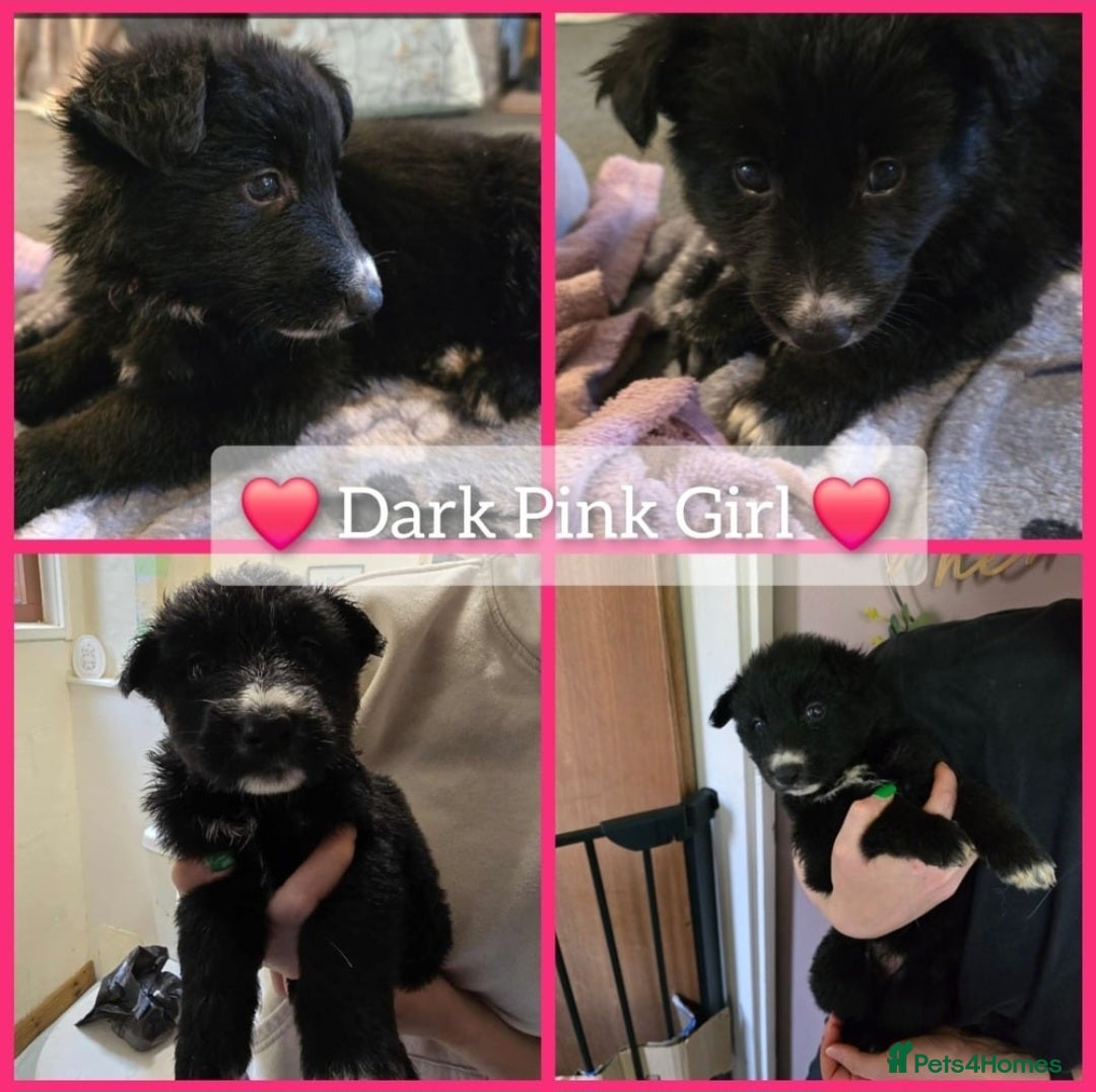 Mixed Breed dogs for sale: German Shepherd X Puppies - Image 18