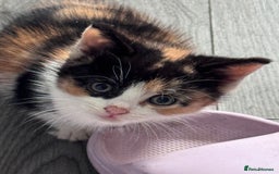 Bengal cats for sale: Beautiful kittens  - Image 2