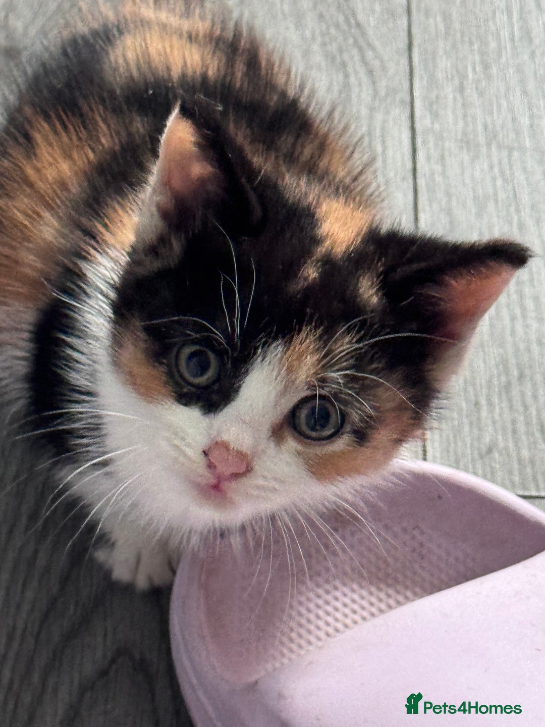 Bengal cats for sale: Beautiful kittens  - Image 2