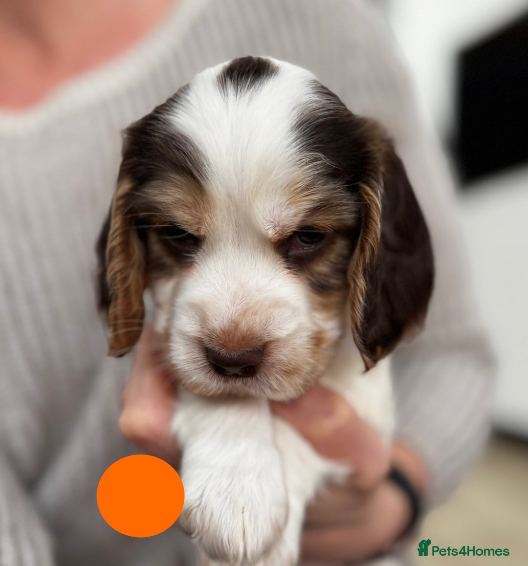 Cocker Spaniel dogs for sale: Fantastic Show / Working Cocker Spaniels - Advert 30