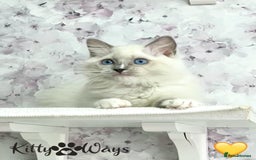 Ragdoll cats for sale: 🐾🩷*TICA REG* EU RAGDOLL KITTENS🌟 DNA CLEAR 🩵🐾 - Image 13