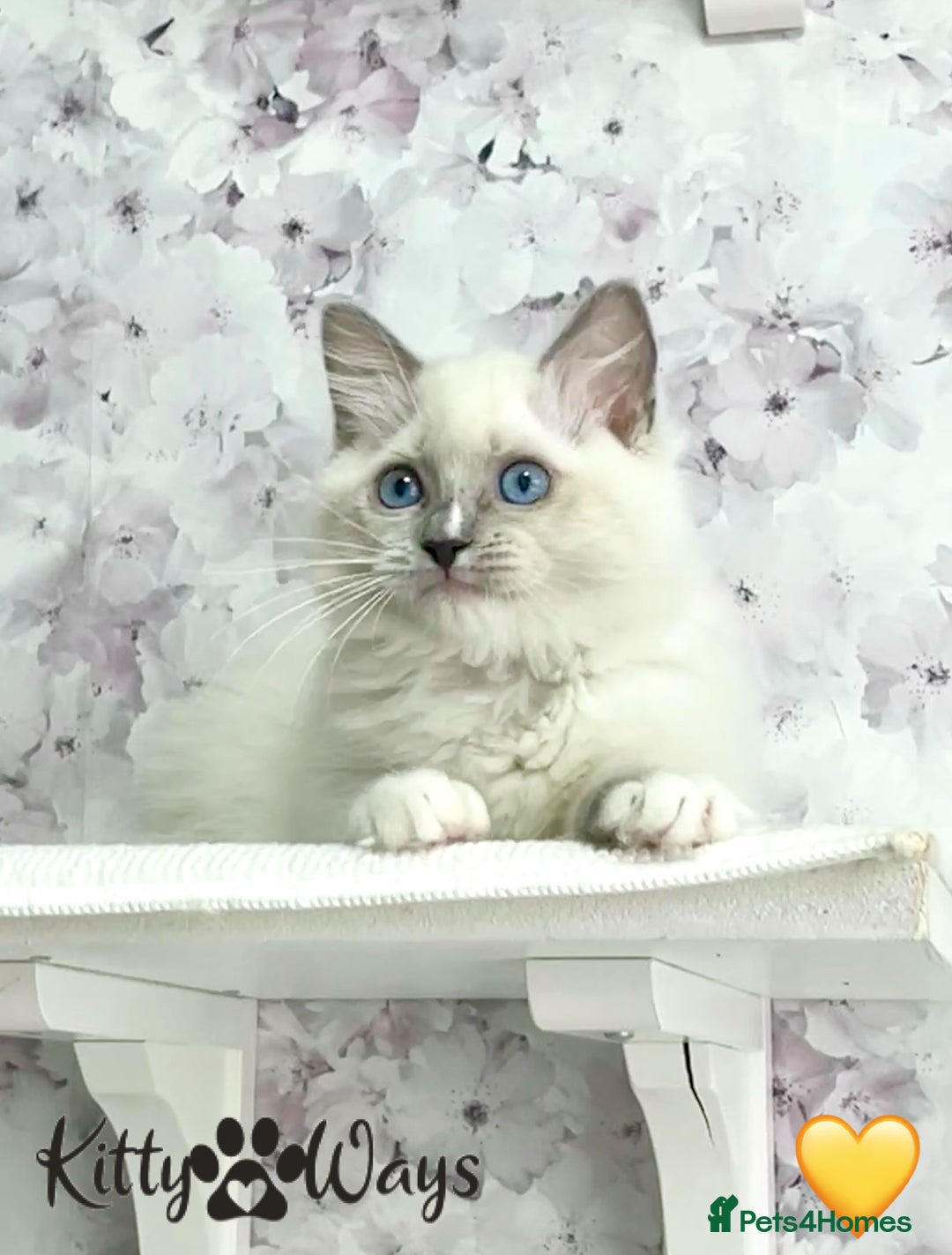 Ragdoll cats for sale: 🐾🩷*TICA REG* EU RAGDOLL KITTENS🌟 DNA CLEAR 🩵🐾 - Image 13