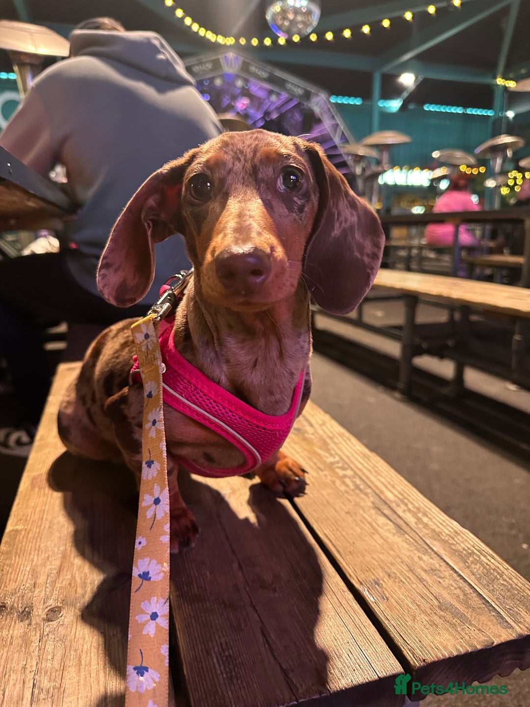 Dachshund dogs for sale: Beautiful minature dapple dachshund. 8 months old. - Image 8