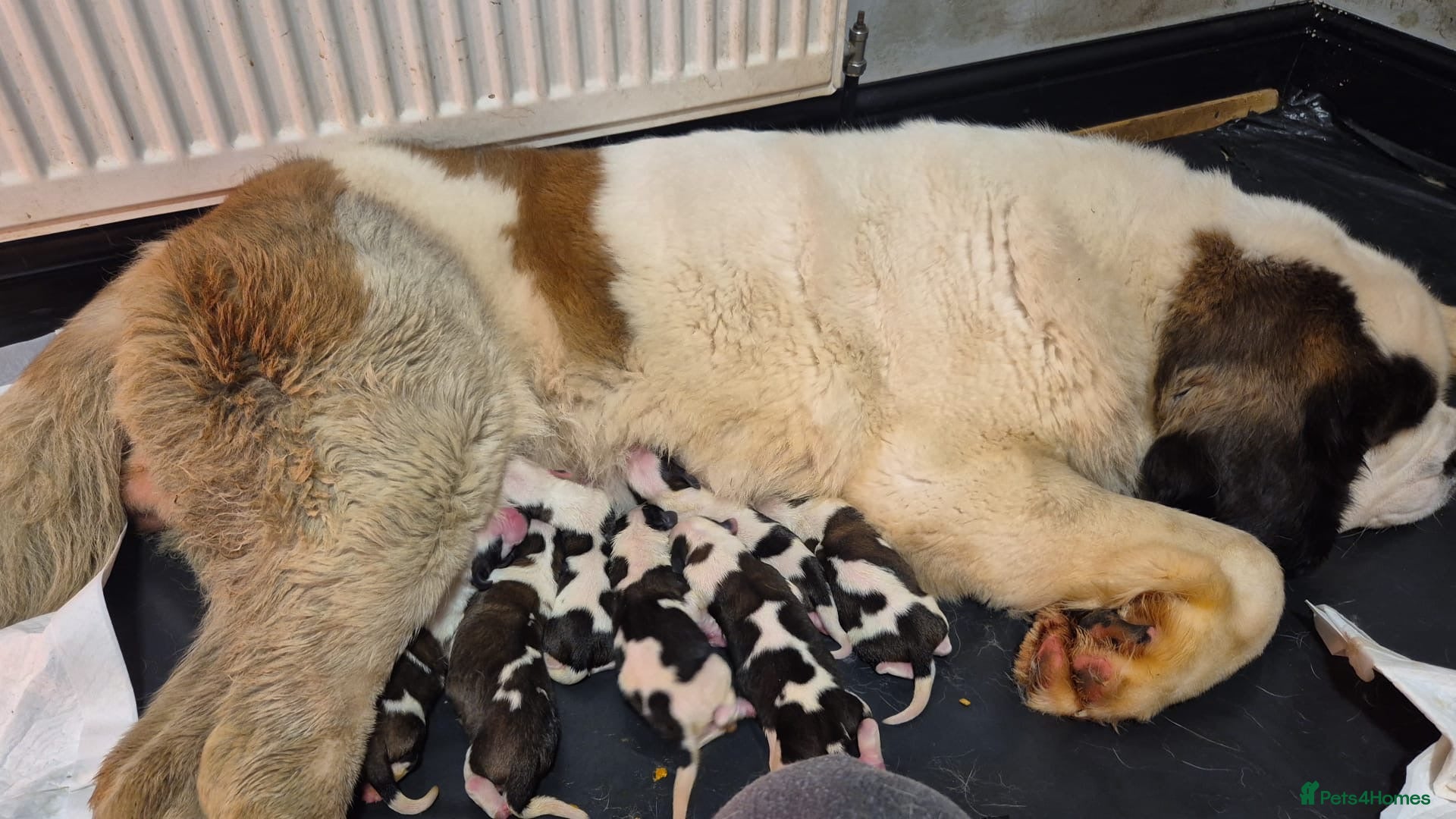 Saint Bernard dogs for sale: Last male Saint Bernard puppy Ready to Leave  - Advert 2