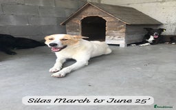 Mixed Breed dogs for adoption: Silas. 4 yrs approx. Available for adoption. in Brixham - Image 5