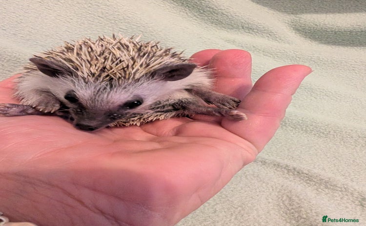 Pygmy Hedgehog rodents - Advert 3