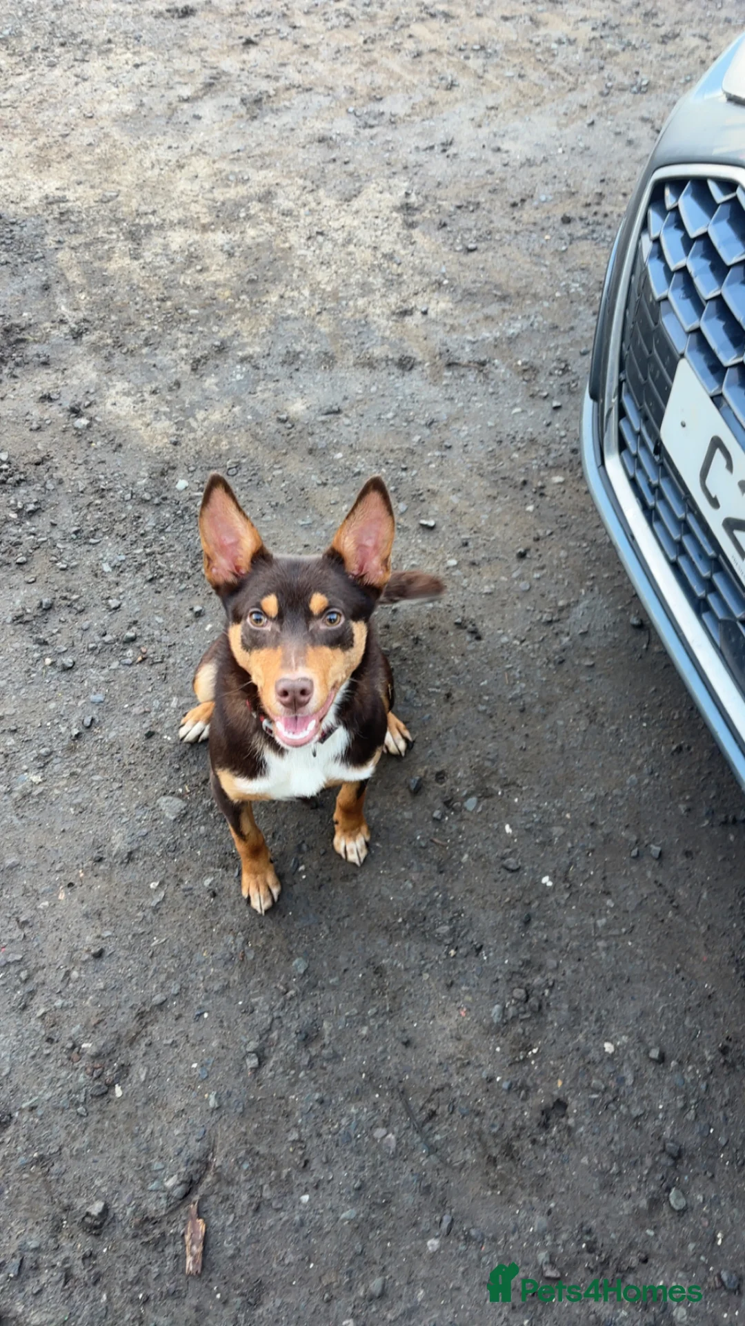 Australian Kelpie dogs for sale: ✨PIP ✨ in Bucknell - Advert 1
