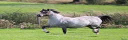 Welsh Section C horses for sale: Welsh section c filly  - Advert 4