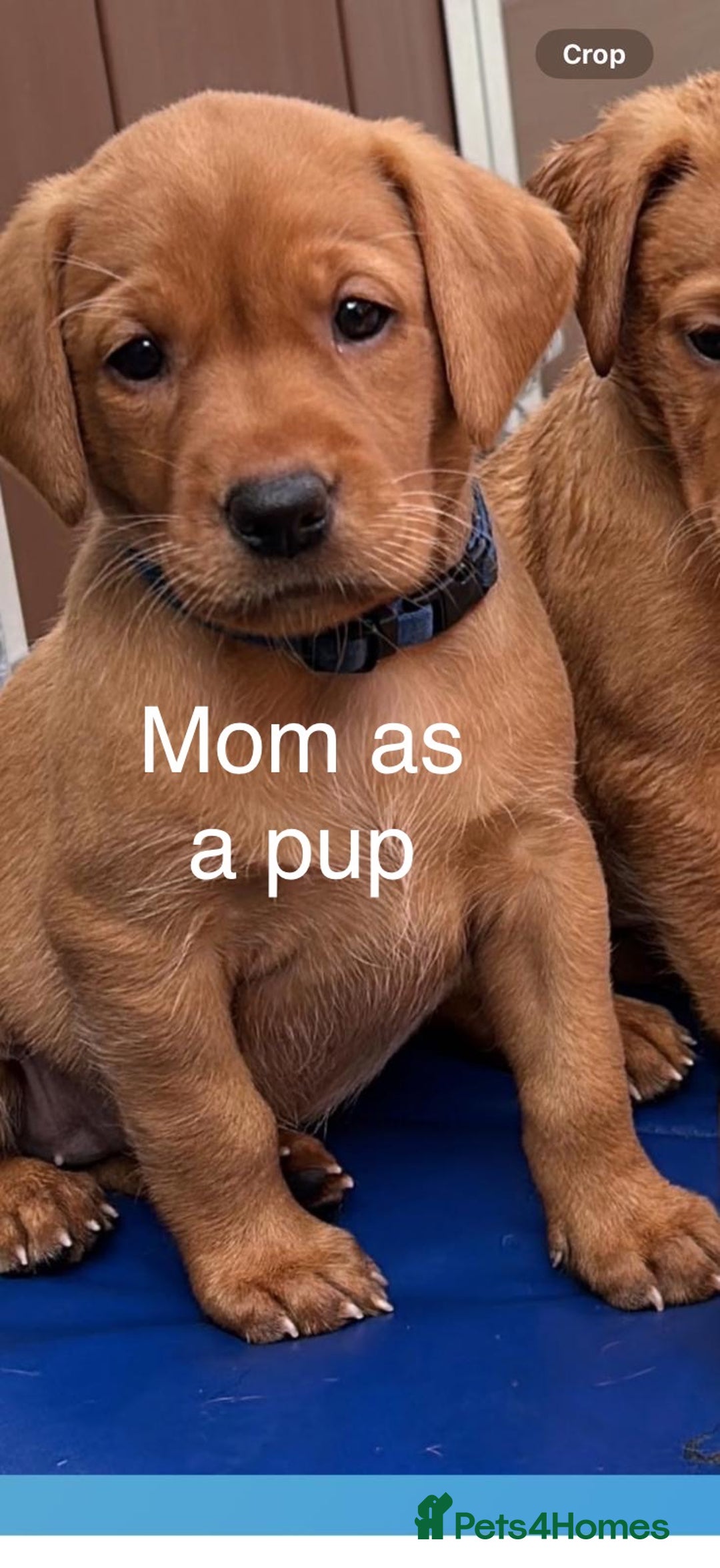 Labrador Retriever dogs for sale: Just a beautiful litter - Advert 7