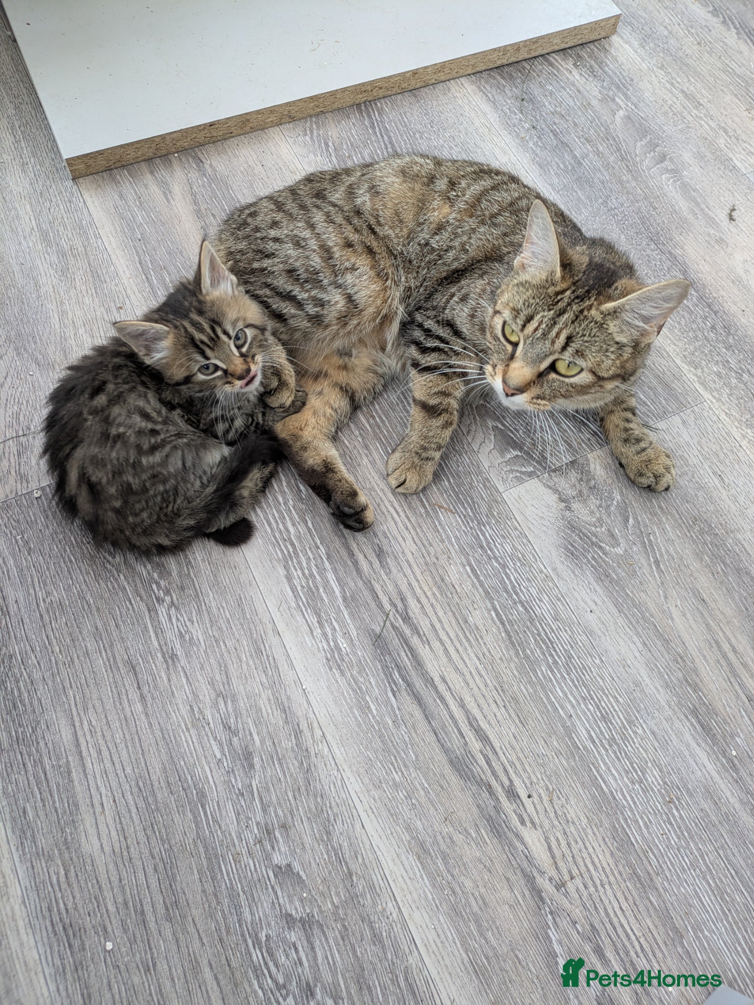 Mixed Breed cats 🐾 Beautiful Half Bengal Kittens – Ready Now - Advert 1