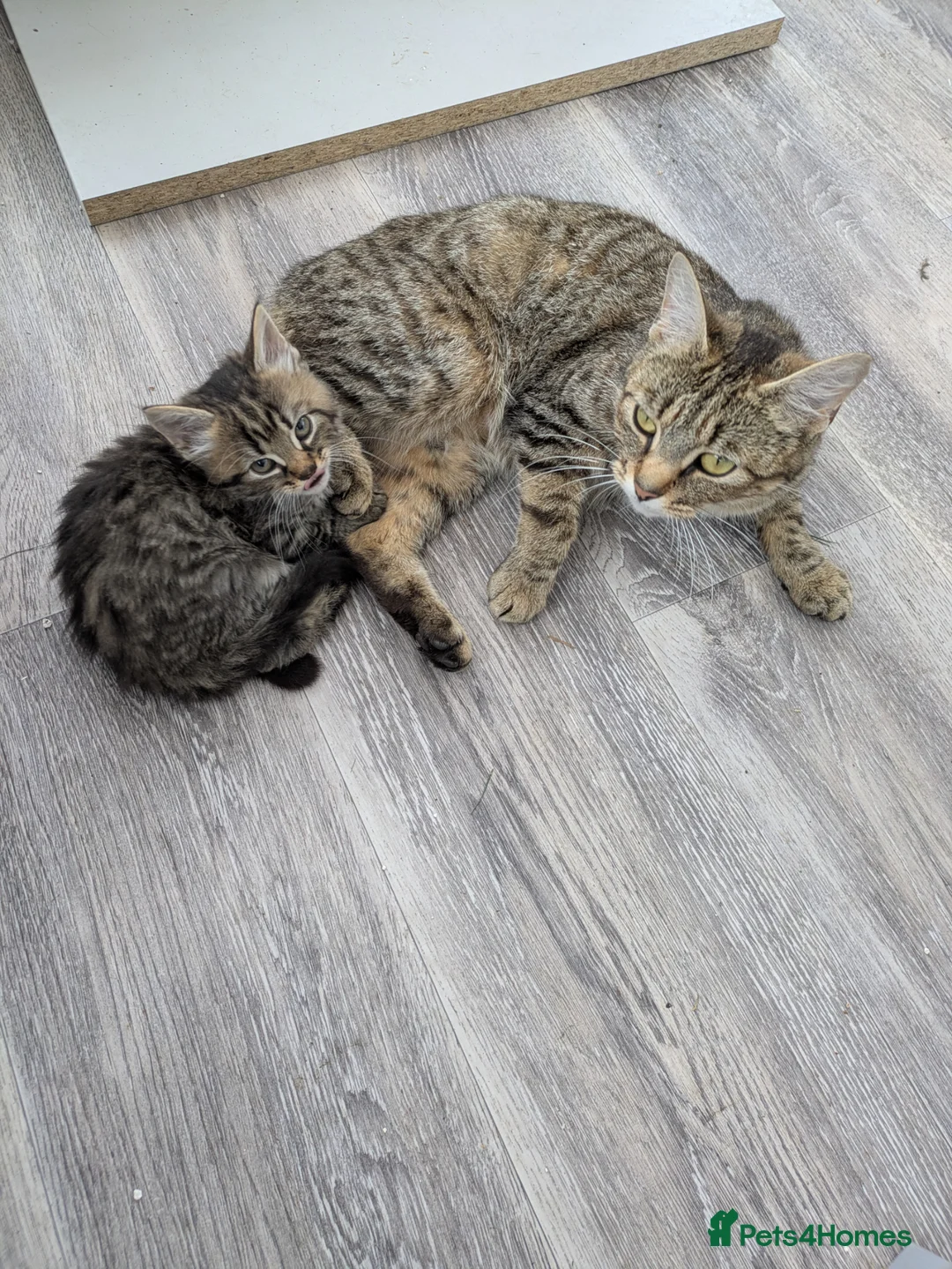 Mixed Breed cats for sale: 🐾 Beautiful Half Bengal Kittens – Ready Now in Gainsborough - Advert 1