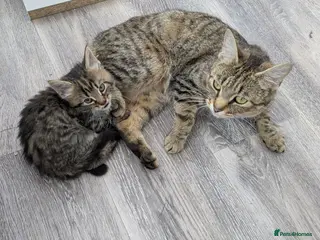 Mixed Breed cats 🐾 Beautiful Half Bengal Kittens – Ready Now - Advert 6