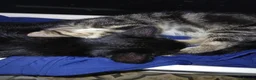 Mixed Breed cats for sale: 3 beautiful kittens male for sale - Advert 7