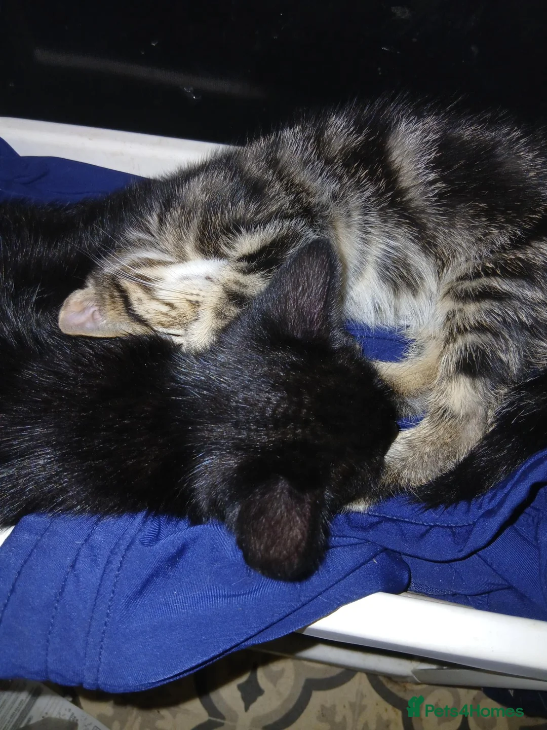 Mixed Breed cats for sale: 3 beautiful kittens male for sale - Advert 7