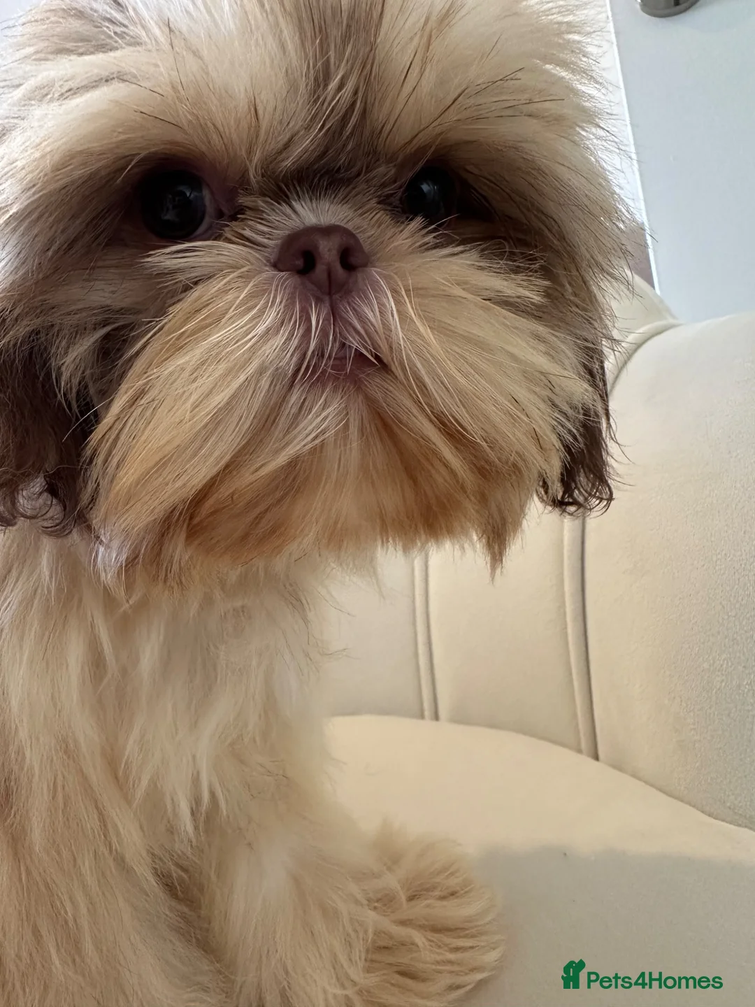 Shih Tzu dogs for sale: Hermes 💙 True Imperial  in Bexhill-on-Sea - Advert 2