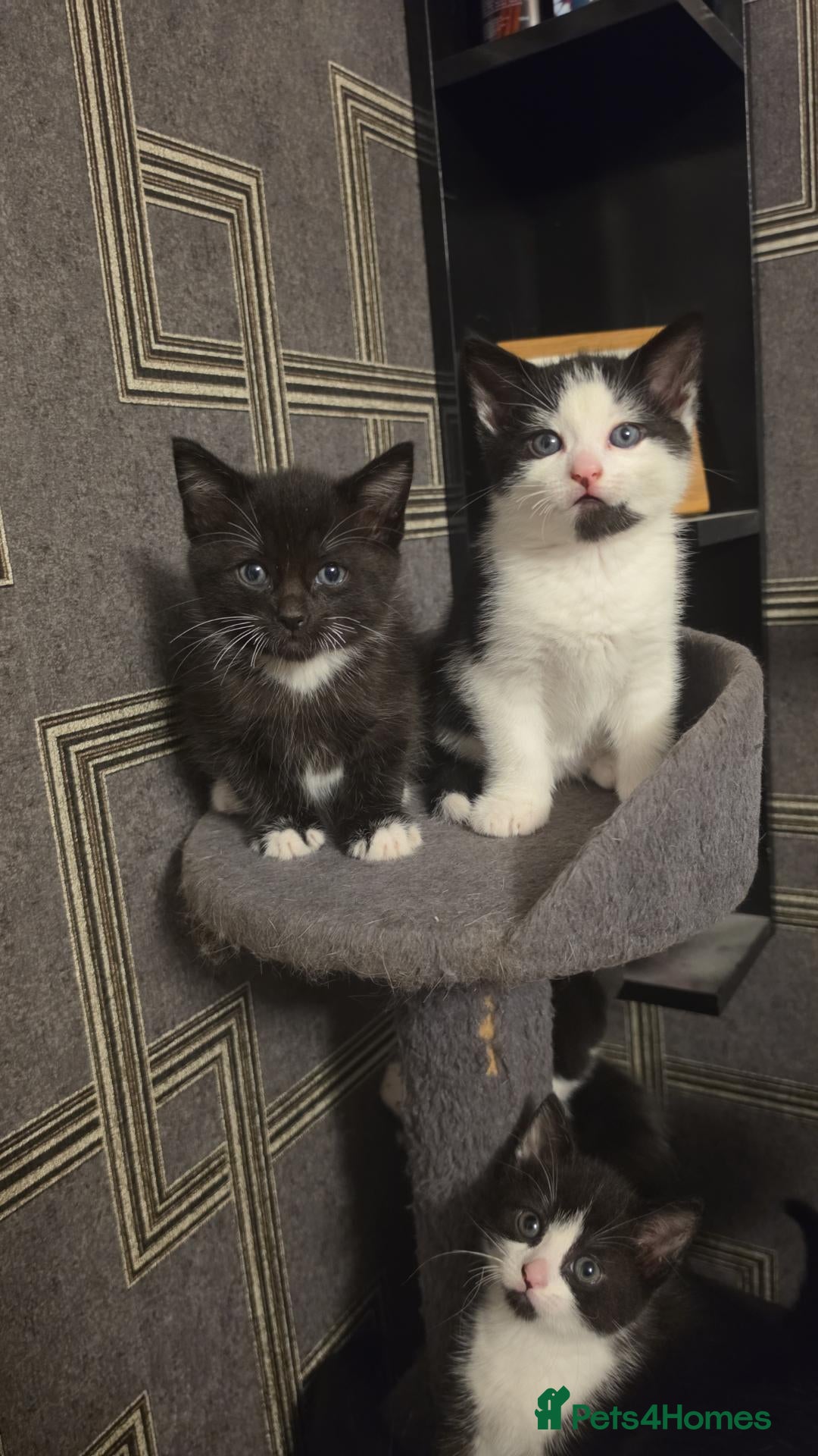 Domestic Shorthair cats Friendly kittens (dad maine coon X ragdoll) - Advert 13