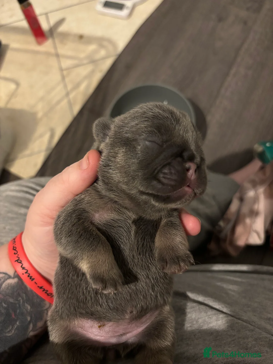 French Bulldog dogs for sale: Possibly fluffy frenchies - Advert 2