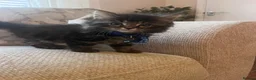 Mixed Breed cats for sale: Kittens for sale  - Advert 1