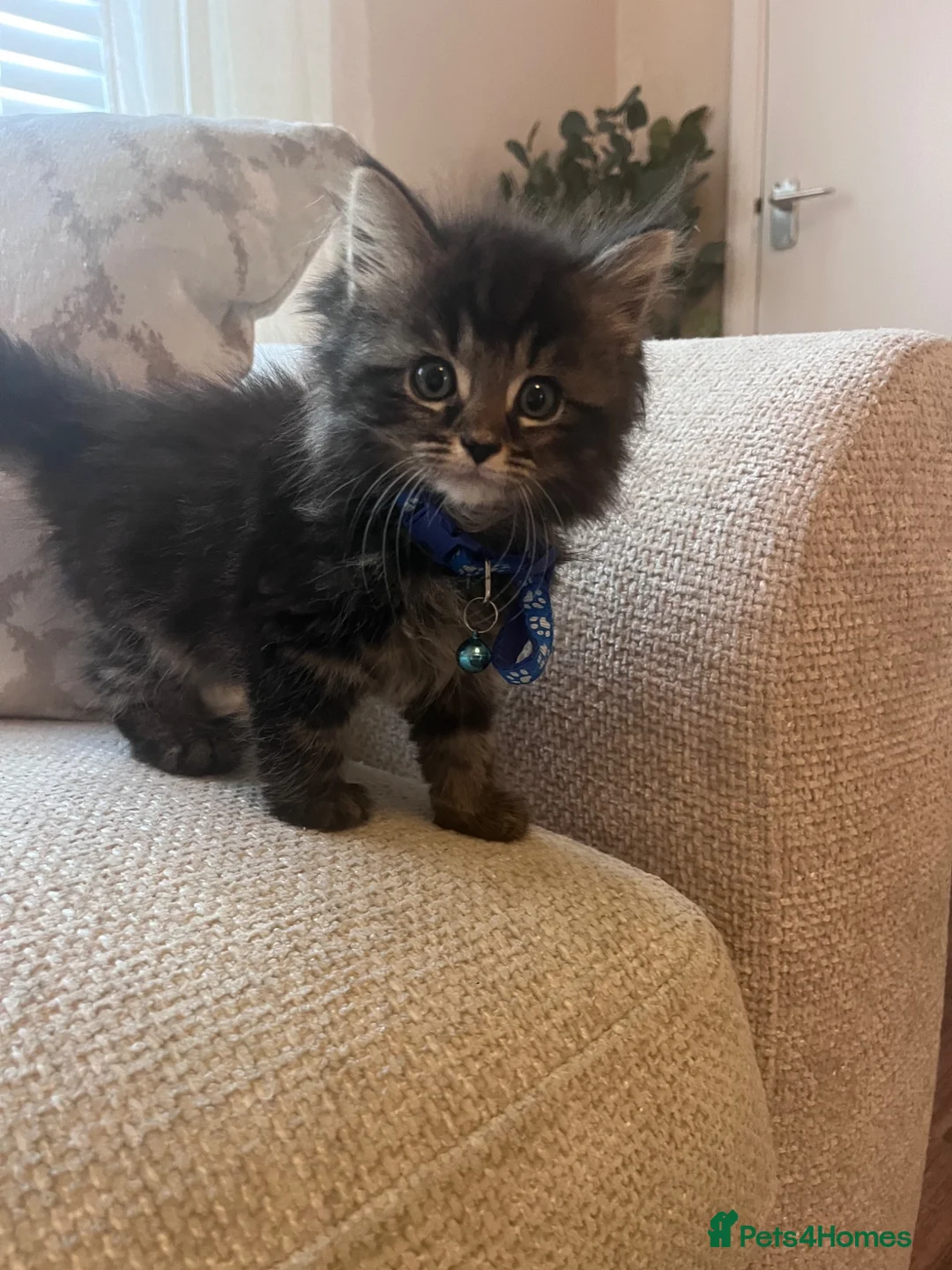 Mixed Breed cats for sale: Kittens for sale  - Advert 1