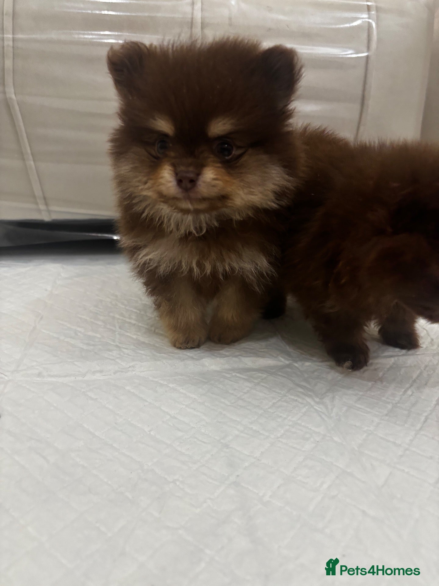Pomeranian dogs 🤎 Gorgeous Chocolate & Tan Pomeranian Puppies  - Advert 1