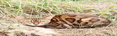 Bengal Kitten 1