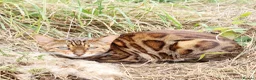 Bengal cats for sale: Cuddly affectionate lapcat  - Advert 2
