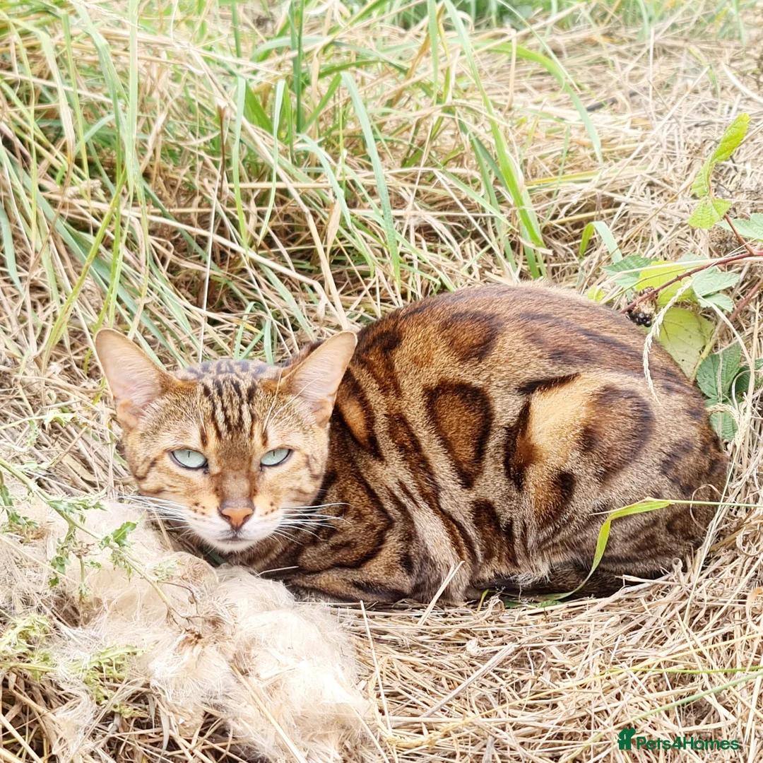 Bengal cats for sale: Cuddly affectionate lapcat  - Advert 2