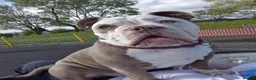 Olde English Bulldogge dogs for sale: 12m old English bulldog female  - Advert 16