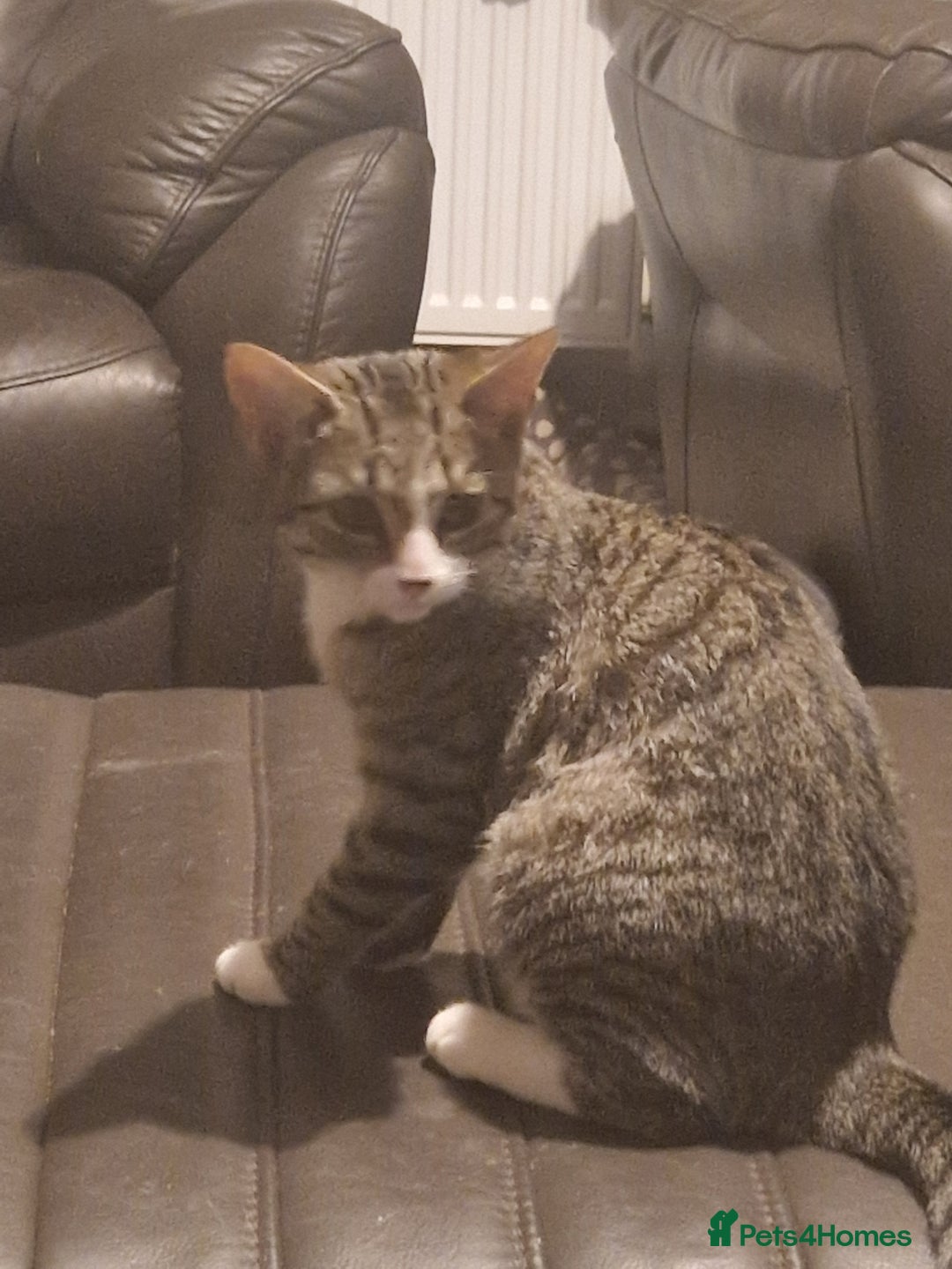 Domestic Shorthair cats for sale: 2x kittens male and female  - Image 3