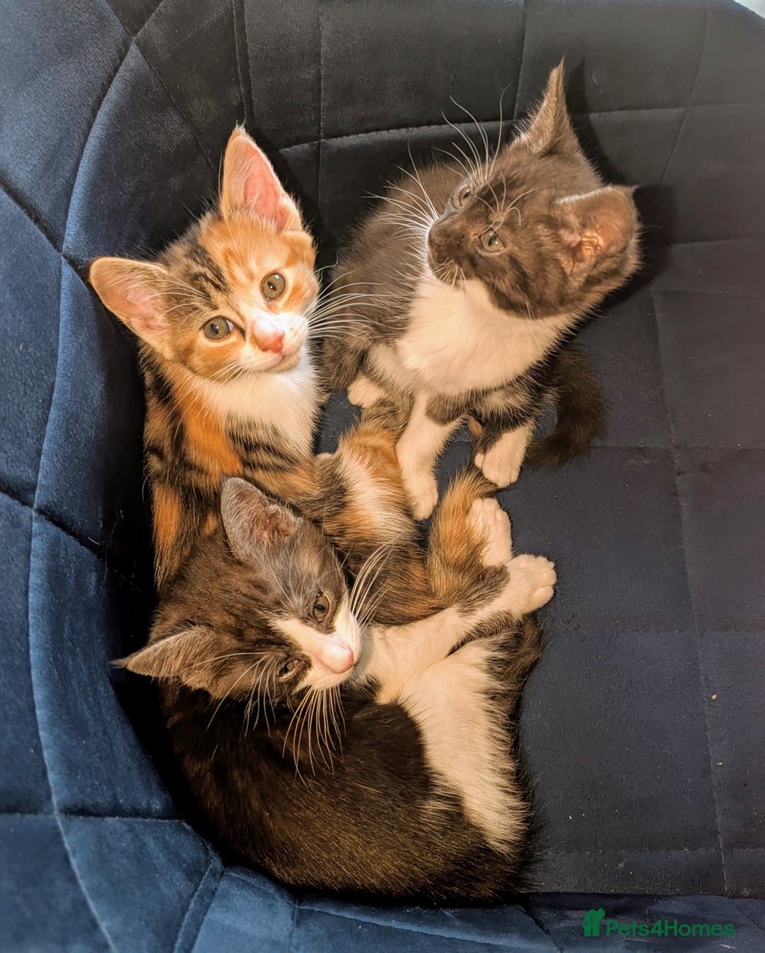Maine Coon cats for sale: 😽 Cuddly Maine coon kittens 😽 in Preston - Image 1