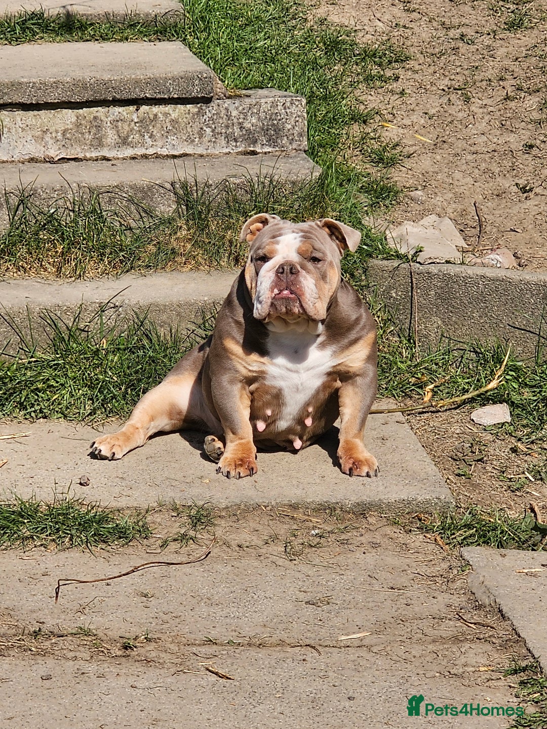 Mixed Breed dogs for sale: Micro exotic,s. - Advert 6