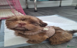 Shih Tzu dogs for sale: Tiny Shih Tzu Girl - Image 3