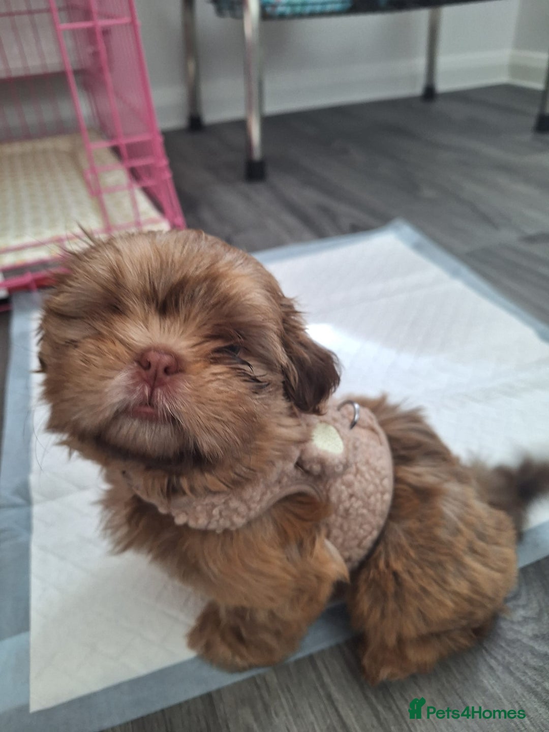 Shih Tzu dogs for sale: Tiny Shih Tzu Girl - Image 3