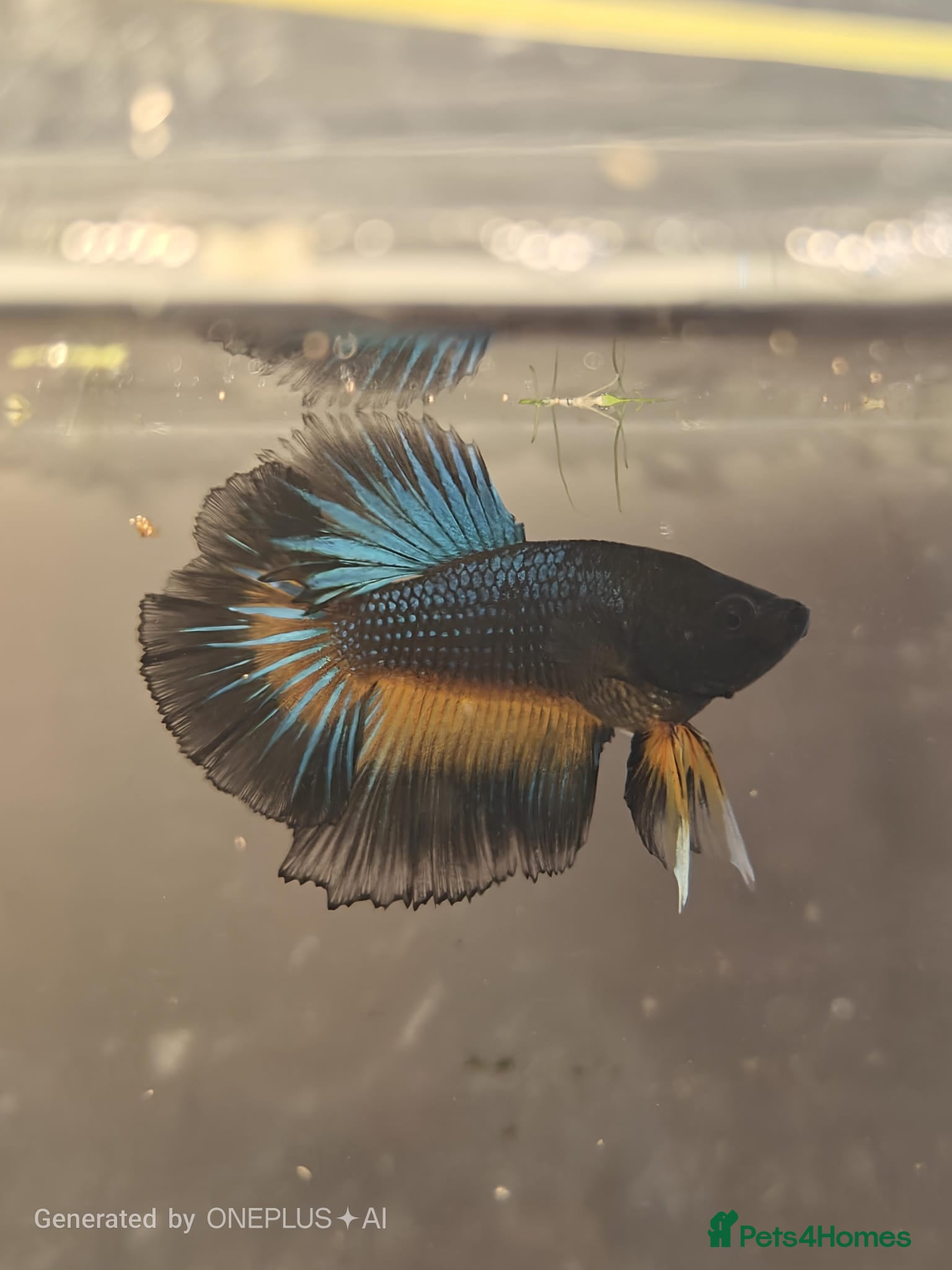 Bettas fish Betta mustard gas  - Advert 10