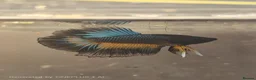 Bettas fish for sale: Betta mustard gas  - Advert 2