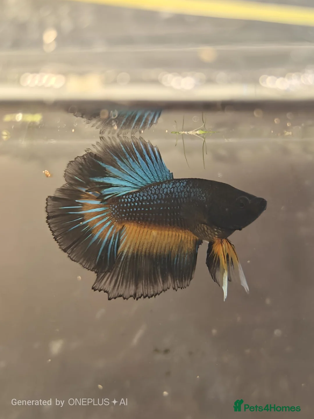 Bettas fish for sale: Betta mustard gas  - Advert 2
