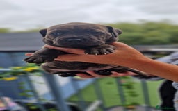 Mixed Breed dogs for sale: cane corso x mastiff pups for sale - Image 14