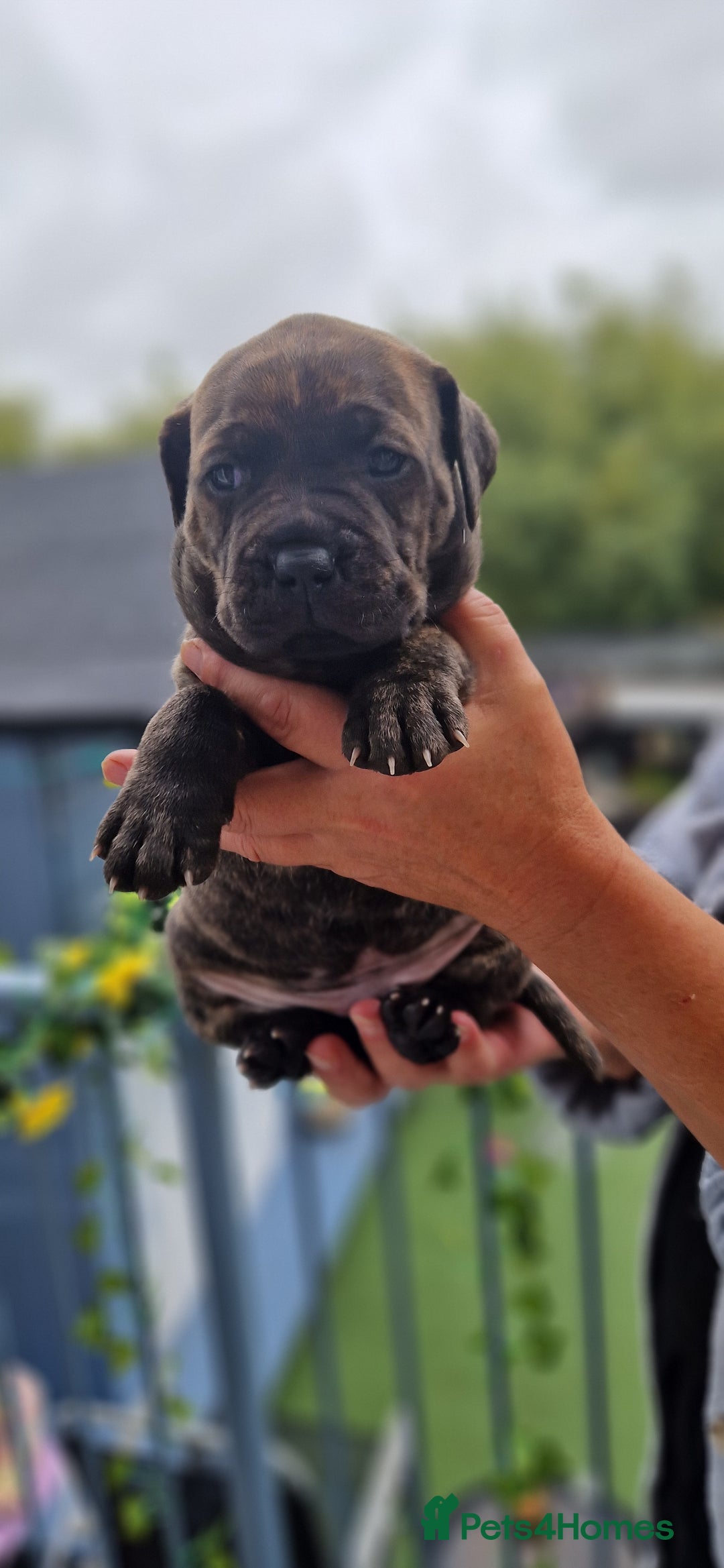 Mixed Breed dogs for sale: cane corso x mastiff pups for sale - Image 14