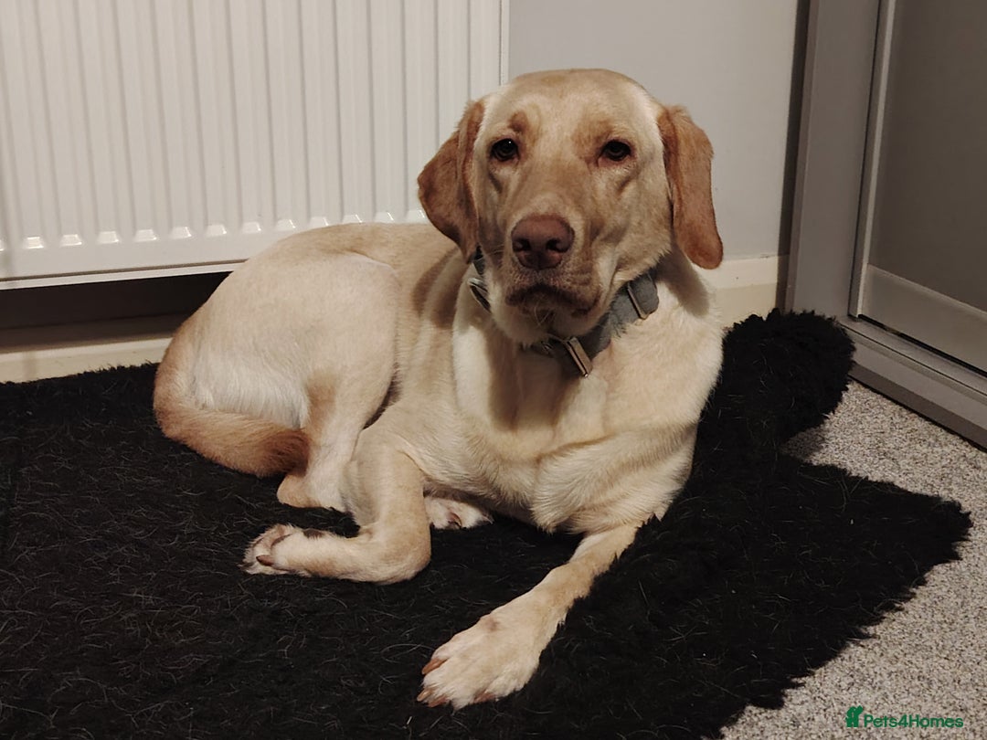 Labrador Retriever dogs for sale: Labrador Retriever - Sora  - Advert 1