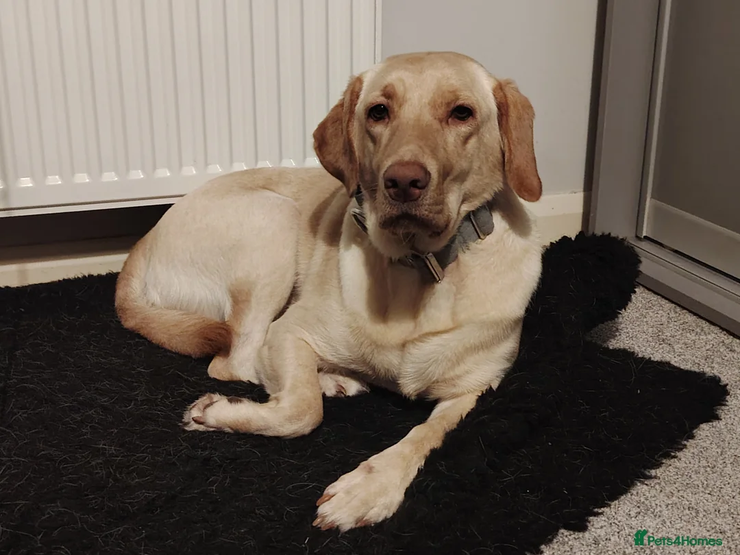 Labrador Retriever dogs for sale: Labrador Retriever - Sora  - Advert 1