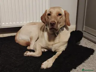 Labrador Retriever dogs Labrador Retriever - Sora - Advert 11