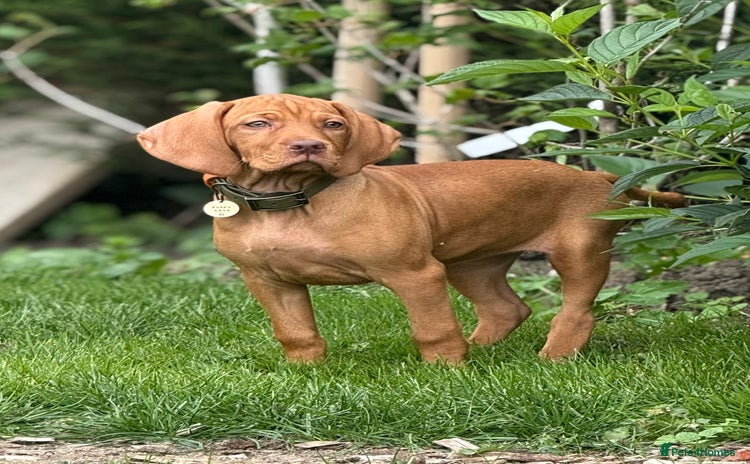 Hungarian Vizsla dogs in Melton Mowbray - Advert 4