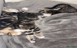 Domestic Shorthair cats for sale: Female tabby cats  - Image 3