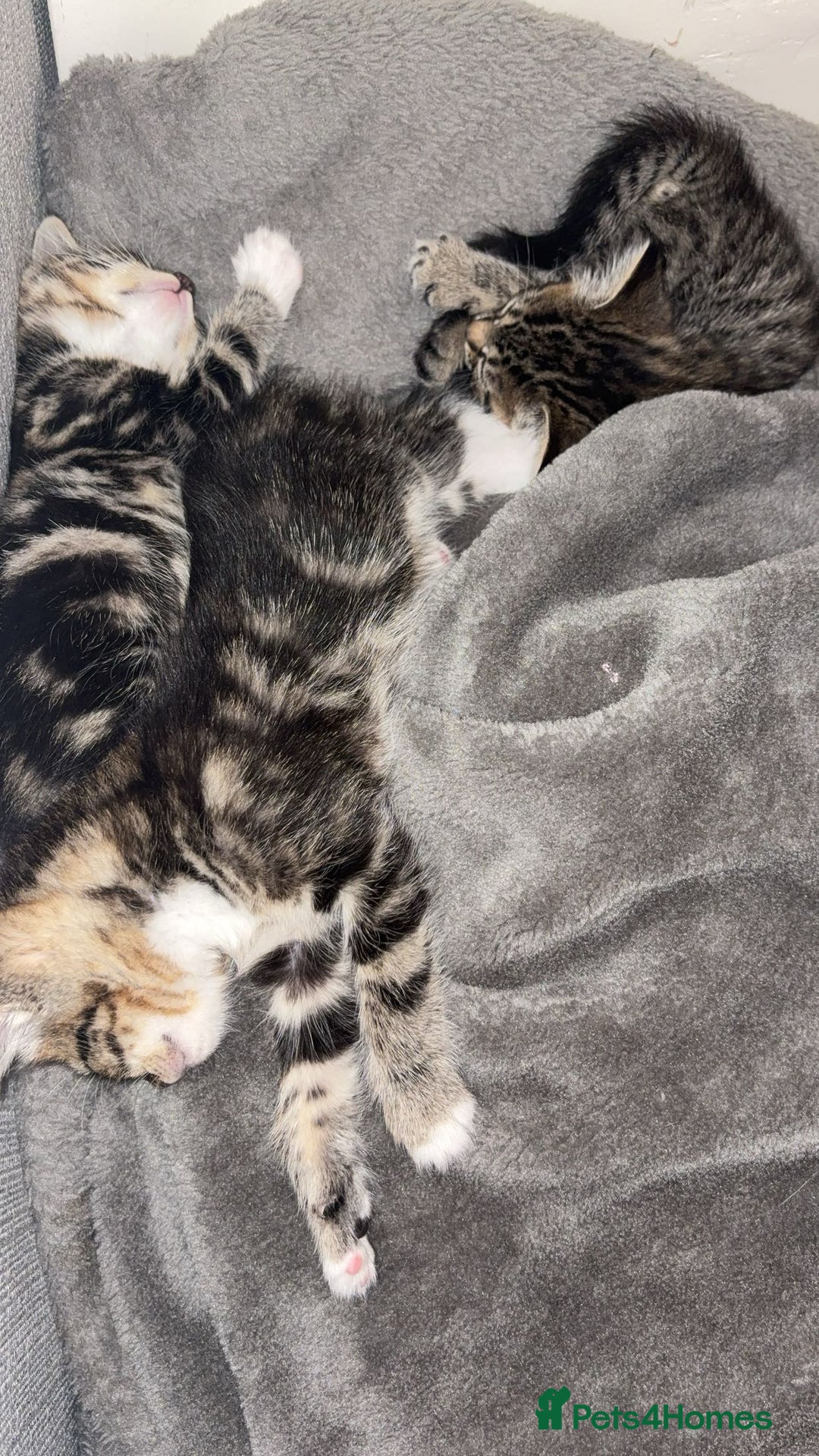 Domestic Shorthair cats for sale: Female tabby cats  - Image 3