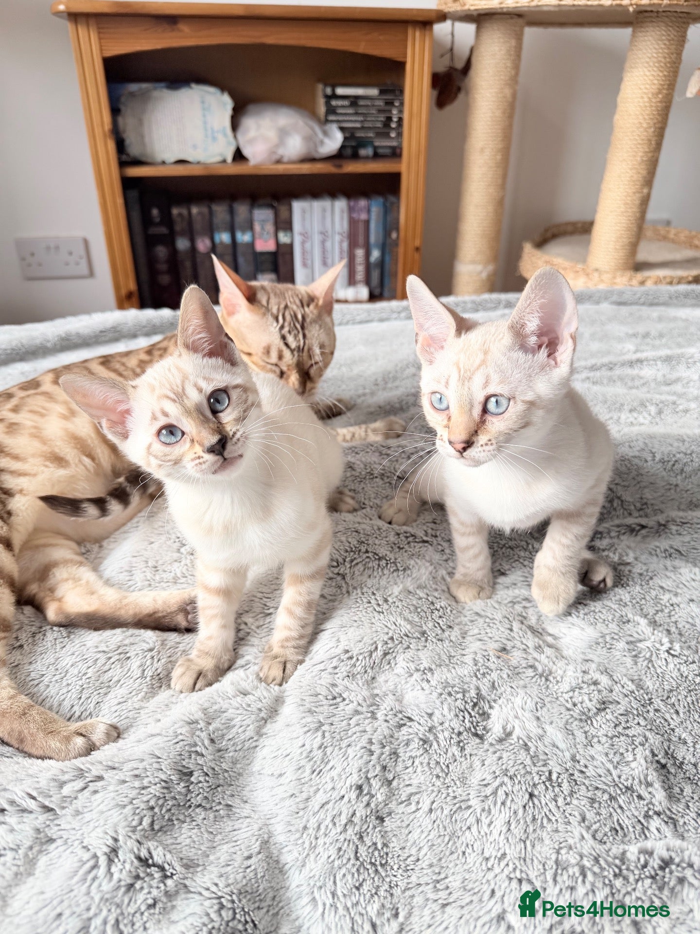 Bengal cats for sale: Pedigree, TICA Active Bengal Kittens - Advert 1