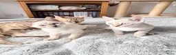Bengal cats for sale: Pedigree, Super socialised Bengal Kittens - Advert 14