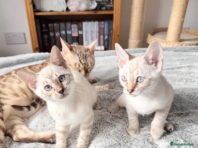 Bengal cats for sale: Pedigree, TICA Active Bengal Kittens - Advert 1