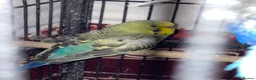 Budgerigars birds for sale: Budgerigar budgies   - Advert 3