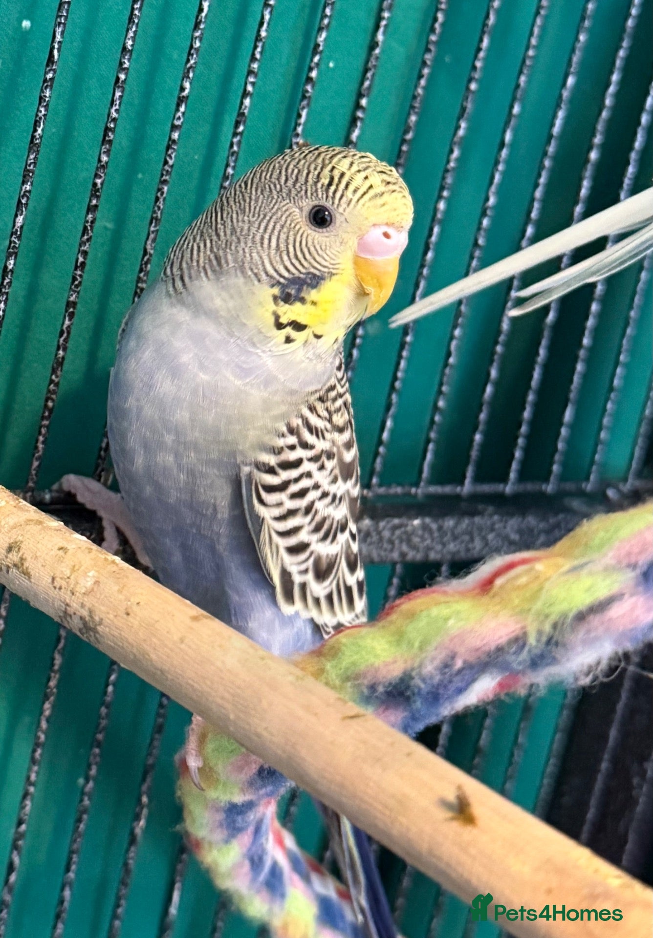 Budgerigars birds Young Budgies 8 to 10 Weeks Old Available  - Advert 2